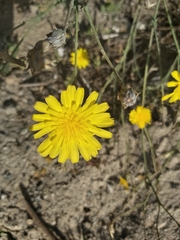 Launaea mucronata
