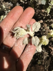 Cystotheca lanestris