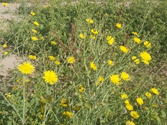 Launaea mucronata