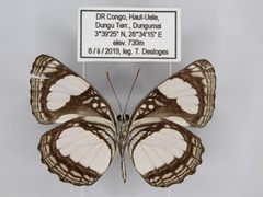 Neptis serena serena