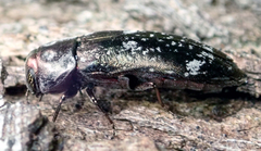 Buprestidae
