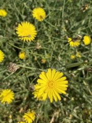 Launaea mucronata