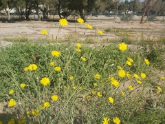 Launaea mucronata