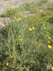 Launaea mucronata