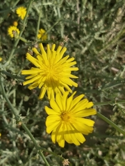 Launaea mucronata