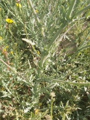 Launaea mucronata