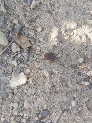 Scantius forsteri