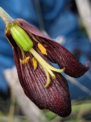 Fritillaria biflora biflora