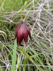 Fritillaria biflora biflora
