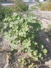 Malva parviflora