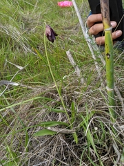 Fritillaria biflora biflora