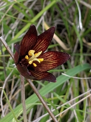Fritillaria biflora biflora