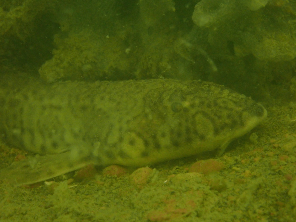 Slender bambooshark (Chiloscyllium indicum) — Hemiscylliidae