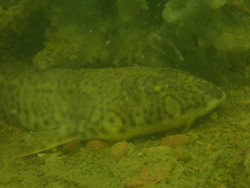 Slender bambooshark (Chiloscyllium indicum) — Hemiscylliidae