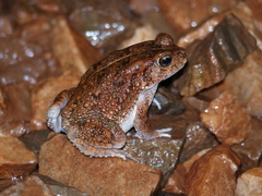Sclerophrys regularis