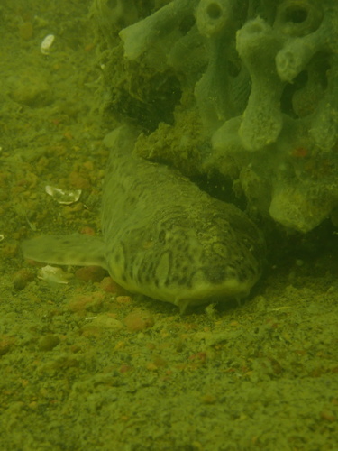 Slender bambooshark (Chiloscyllium indicum) — Hemiscylliidae — 5