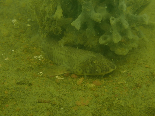 Slender bambooshark (Chiloscyllium indicum) — Hemiscylliidae — 4