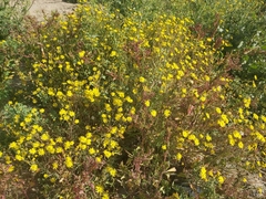 Senecio glaucus