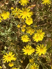 Senecio glaucus