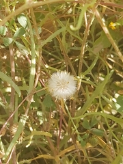Senecio glaucus