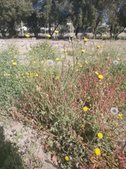 Launaea