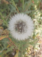Launaea