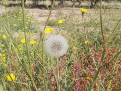 Launaea