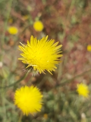 Launaea