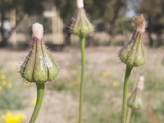 Launaea