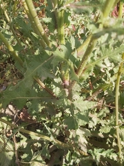 Launaea