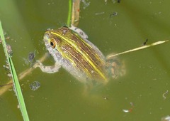 Pyxicephalus adspersus