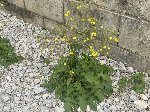 Youngia japonica observed 2026-03-11