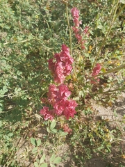 Rumex vesicarius