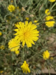 Asteraceae