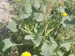 Rumex vesicarius