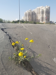 Senecio glaucus