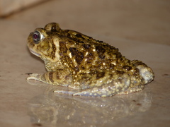 Sclerophrys regularis