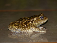 Sclerophrys regularis