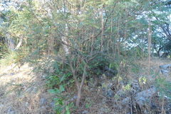 Alvaradoa amorphoides