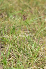 Genoplesium morrisii