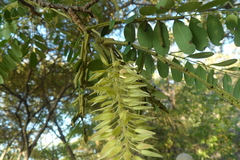 Alvaradoa amorphoides