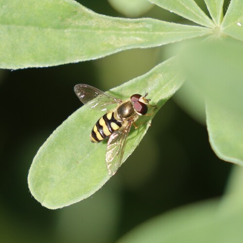 Unknown species found near Point Loma Heights, San Diego, CA, USA
