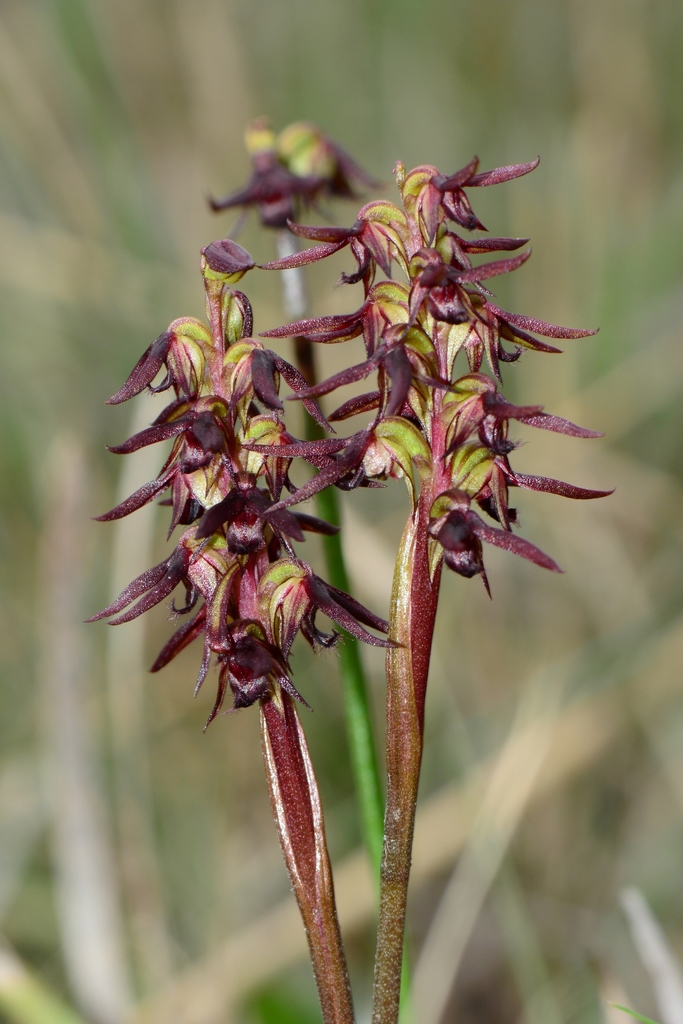 Genoplesium archeri