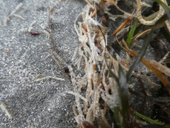 Spiochaetopterus costarum