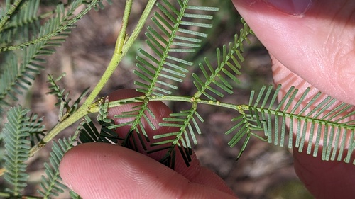 Acacia deanei iNat (2)