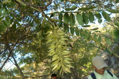 Alvaradoa amorphoides