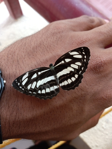 Photo of Common Sailer (Neptis hylas)