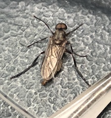 Chiromyzinae