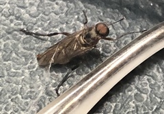 Chiromyzinae