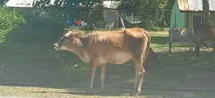 Bos taurus